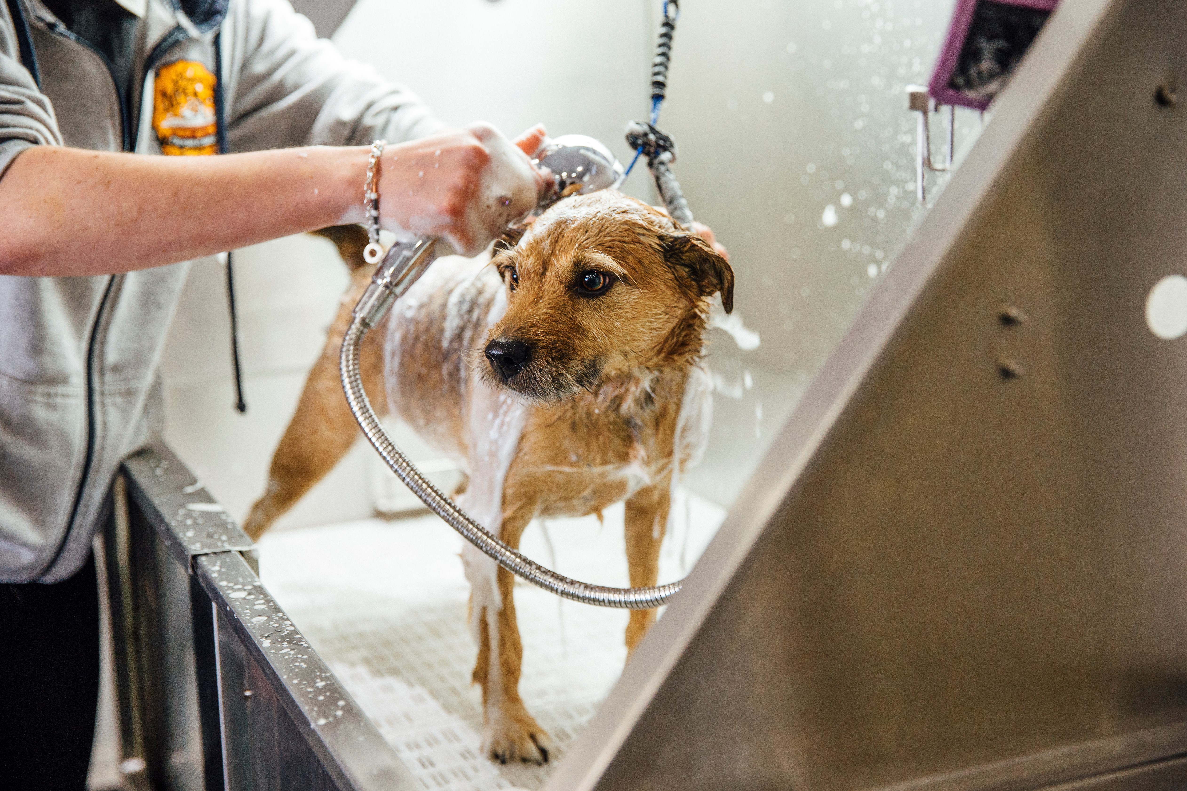 Как часто можно мыть собаку